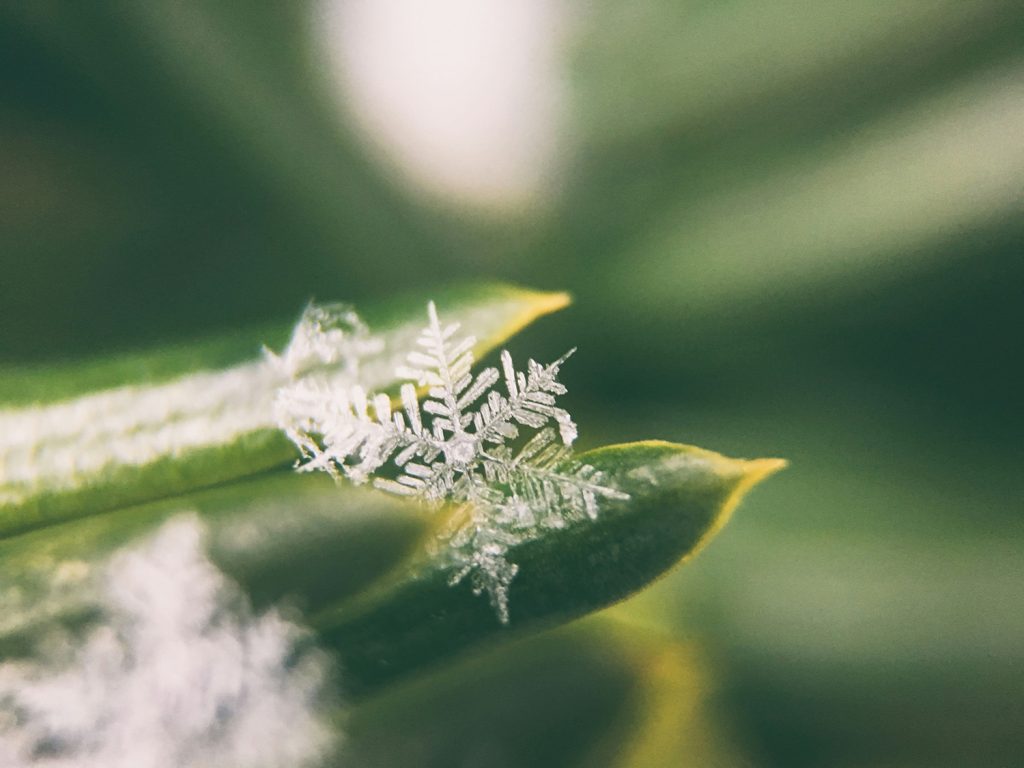 Close-up of intricate snowflakes resting delicately on green plant leaves with a soft blurred background.