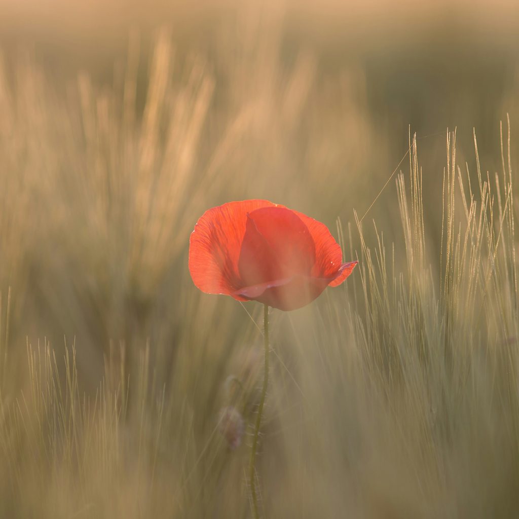 A single red poppy flower standing amidst tall, softly blurred green grass in warm, golden sunlight.